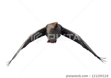 wild Gray Goose in flight isolated on white background wild Gray Goose in flight isolated on white background 121204128