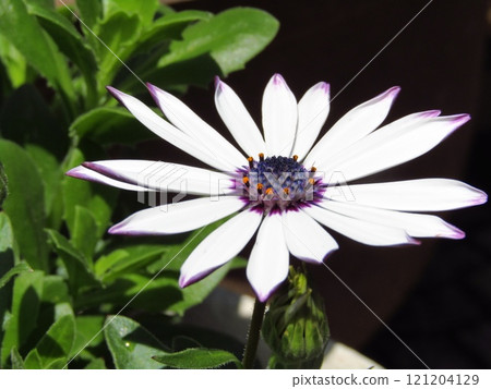 Osteospermum, a white flower that blooms in the spring of April and May, belongs to the Asteraceae family. Osteospermum, a white flower that blooms in the spring of April and May, belongs to the Asteraceae family. 121204129