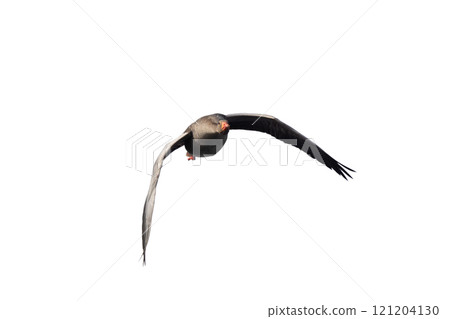 wild Gray Goose in flight isolated on white background wild Gray Goose in flight isolated on white background 121204130