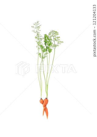 conceptual shot of two  of carrots isolated on white background 121204133