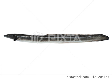 conger isolated on white background 121204134