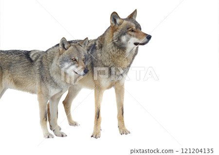 Wolf and she-wolf isolated on white background 121204135