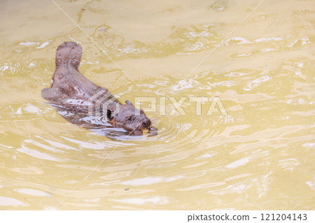 Smiling American Beaver 121204143