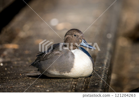 Male of the nurse Male of the nurse 121204263