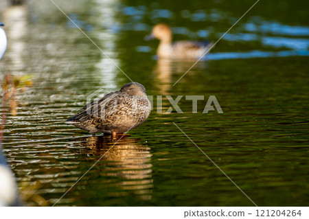 A female of a nurse 121204264