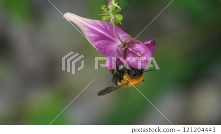 A tiger bumblebee sucking nectar from an impatiens flower A tiger bumblebee sucking nectar from an impatiens flower 121204441