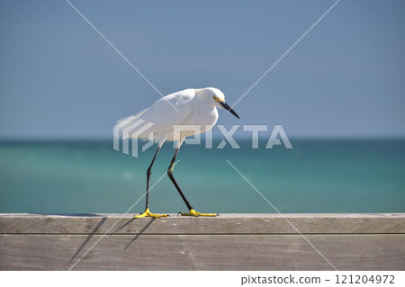 White heron wild sea bird, also known as great egret on seaside in summer White heron wild sea bird, also known as great egret on seaside in summer 121204972