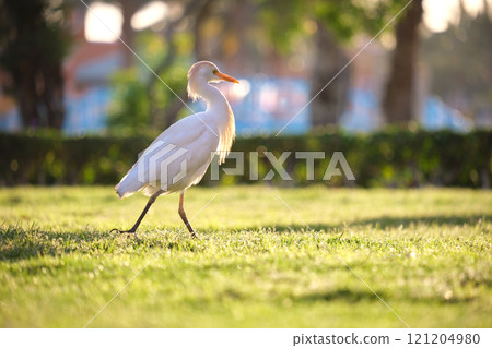White cattle egret wild bird, also known as Bubulcus ibis walking on green lawn in summer 121204980