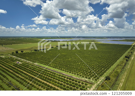 View from above of green farmlands with rows of orange grove trees growing on a sunny day in Florida View from above of green farmlands with rows of orange grove trees growing on a sunny day in Florida 121205009