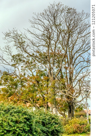 A tree crown against a blue sky creates a stunning visual of nature’s elegance. The vibrant green foliage contrasts beautifully with the clear, azure backdrop, as sunlight filters through the leaves A tree crown against a blue sky creates a stunning visual of nature’s elegance. The vibrant green foliage contrasts beautifully with the clear, azure backdrop, as sunlight filters through the leaves 121205071