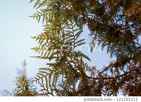 spruce branches tree branches against the sky. High quality photo spruce branches tree branches against the sky. High quality photo 121205111