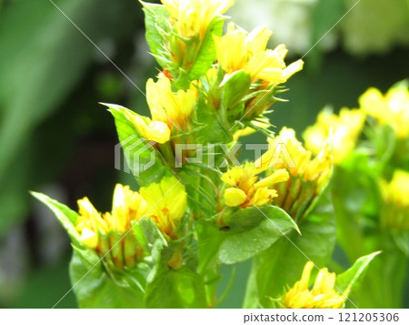A small yellow flower that blooms in the summer months of August and September - Goldenrod (Asteraceae) A small yellow flower that blooms in the summer months of August and September - Goldenrod (Asteraceae) 121205306