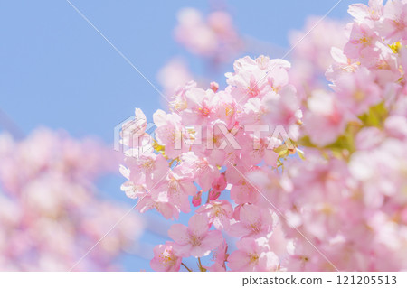 Kawazu cherry blossoms and blue sky background 121205513