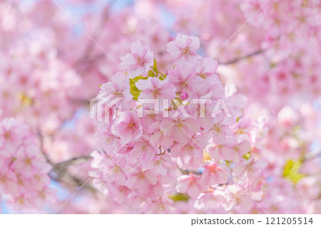 Kawazu cherry blossom background 121205514