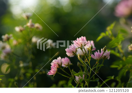 small pink rose blooming with close up 121205520