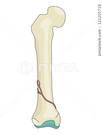 Bone structure. Biology educational poster design. Scheme of human bone anatomy. Flat vector illustration isolated on white background Bone structure. Biology educational poster design. Scheme of human bone anatomy. Flat vector illustration isolated on white background 121205719