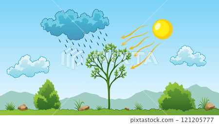 Photosynthesis process. Tree produce oxygen using rain and sun. Process of photosynthesis in plant. Colorful image for education in flat style 121205777