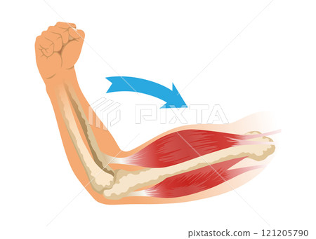 Arm muscle biceps with skeleton. Muscle tension of human hand on white background. Bones and joints in male silhouette. Medical vector illustration of hand for clinic or hospital 121205790