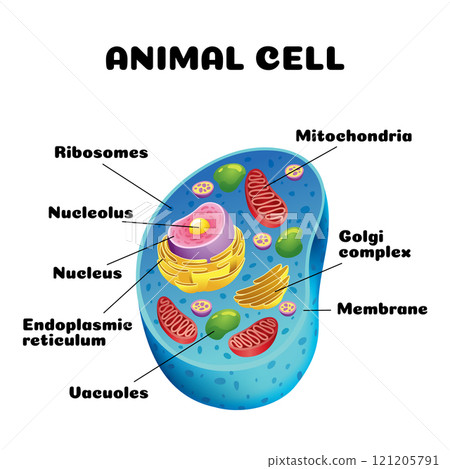 Animal cell anatomy infographics with detailed educative diagram and labelled elements realistic vector illustration 121205791