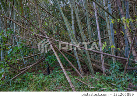 用竹子的力量解決環境問題：廢棄竹林的再生利用 121205899