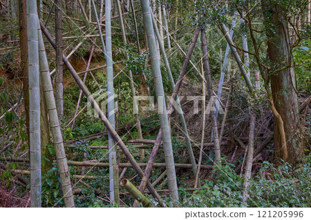 Solving environmental problems with the power of bamboo: Restoring and utilizing abandoned bamboo forests 121205996