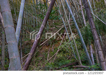 Solving environmental problems with the power of bamboo: Restoring and utilizing abandoned bamboo forests 121205997