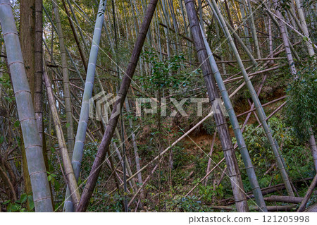 Solving environmental problems with the power of bamboo: Restoring and utilizing abandoned bamboo forests 121205998