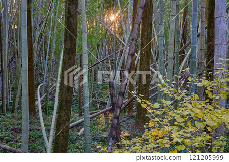 Solving environmental problems with the power of bamboo: Restoring and utilizing abandoned bamboo forests 121205999