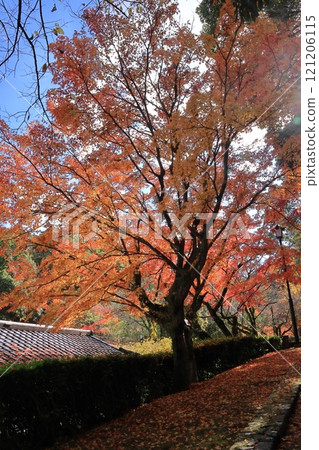 Autumn foliage at Tenpaiyama Historical and Natural Park in Chikushino, Fukuoka Prefecture 121206115