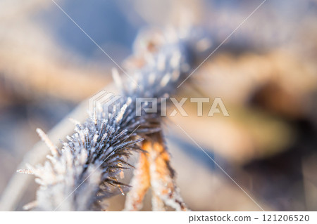 Frost Clings Delicately to Branches in a Serene Winter Landscape at Dawn Frost Clings Delicately to Branches in a Serene Winter Landscape at Dawn 121206520