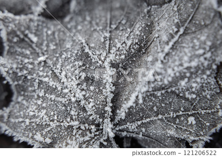 Frost-covered Leaves Resting on the Ground in Early Morning Light 121206522