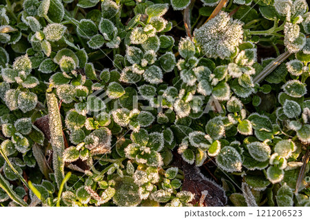 Frost-covered Green Plants Create a Stunning Winter Landscape in Early Morning Light 121206523