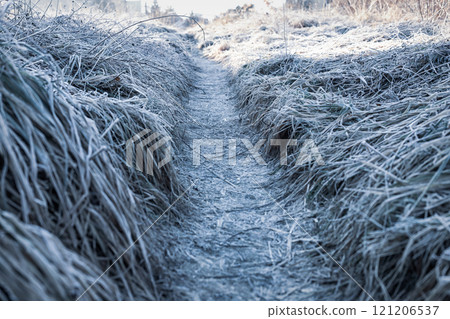 Frost-covered Path Through Grass in a Winter Landscape During Early Morning Light Frost-covered Path Through Grass in a Winter Landscape During Early Morning Light 121206537