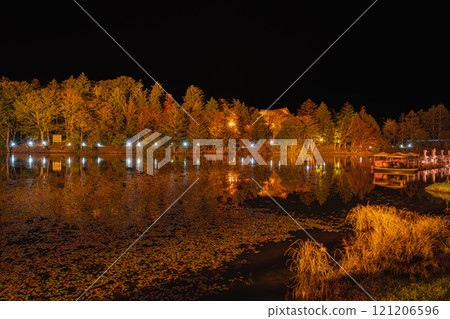 Illuminated autumn leaves starting to change color on the Chausuyama Plateau and trees reflected on the water at Yahazu Pond (Aichi Prefecture) Illuminated autumn leaves starting to change color on the Chausuyama Plateau and trees reflected on the water at Yahazu Pond (Aichi Prefecture) 121206596