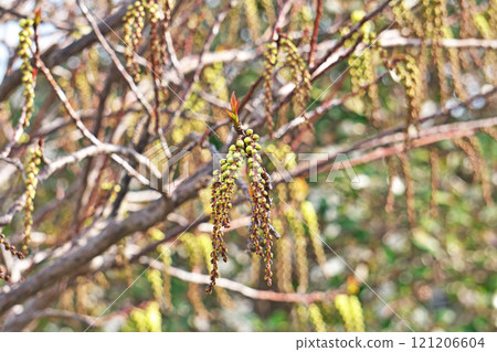 Cornus officinalis flowers starting to bloom (spring, March) 121206604