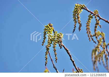 Cornus officinalis flowers starting to bloom (spring, March) Cornus officinalis flowers starting to bloom (spring, March) 121206605