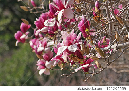 Purple flowers of a blooming lily of the valley (spring, March) 121206669