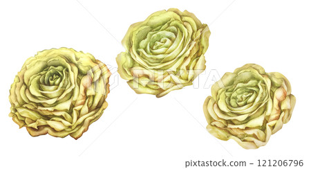 Three beautiful heads of yellow roses isolated on a white background. Watercolor shading illustration template for card, postcards, wedding invitations, birthday, mother's day, stickers, scrapbooking 121206796