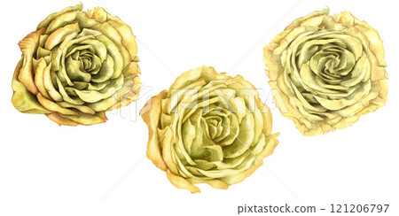 Three beautiful heads of yellow roses isolated on a white background. Watercolor shading illustration template for card, postcards, wedding invitations, birthday, mother's day, stickers, scrapbooking 121206797