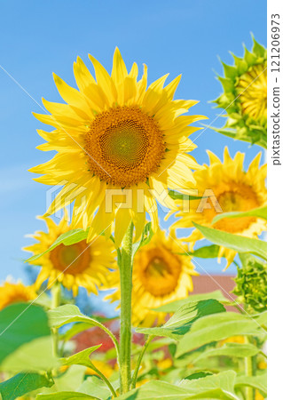 Flowers around the house, various in all four seasons. Large sunflowers shine in the midsummer flower garden against the blue sky. Flowers around the house, various in all four seasons. Large sunflowers shine in the midsummer flower garden against the blue sky. 121206973