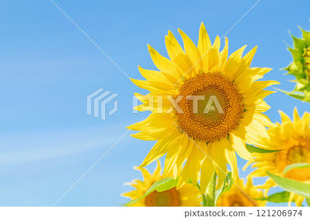 Flowers around the house, various in all four seasons. Large sunflowers shine in the midsummer flower garden against the blue sky. Flowers around the house, various in all four seasons. Large sunflowers shine in the midsummer flower garden against the blue sky. 121206974