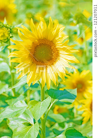 Flowers around the house, various in the four seasons. Large sunflowers bloomed in the midsummer flower garden. 121207011
