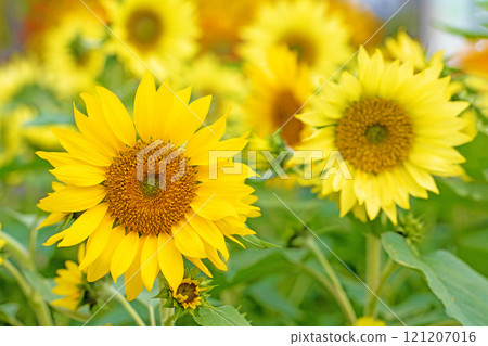 Flowers around the house, various in the four seasons. Large sunflowers bloomed in the midsummer flower garden. Flowers around the house, various in the four seasons. Large sunflowers bloomed in the midsummer flower garden. 121207016