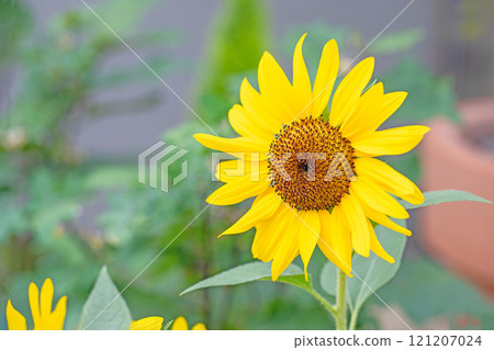 Flowers around the house, various in the four seasons. Large sunflowers bloomed in the midsummer flower garden. Flowers around the house, various in the four seasons. Large sunflowers bloomed in the midsummer flower garden. 121207024