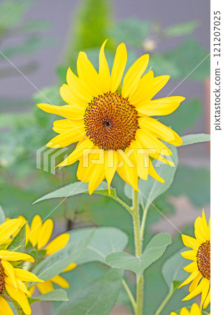 Flowers around the house, various in the four seasons. Large sunflowers bloomed in the midsummer flower garden. 121207025