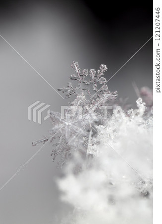 natural snowflakes on snow. the picture is made at a temperature of-10 C  121207446