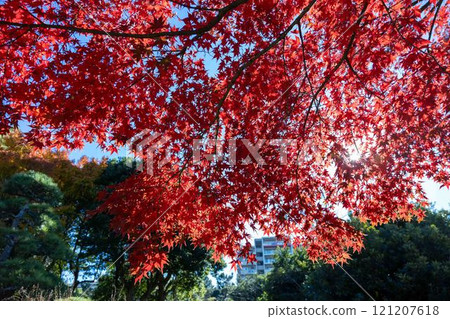 Bright red autumn leaves Bright red autumn leaves 121207618