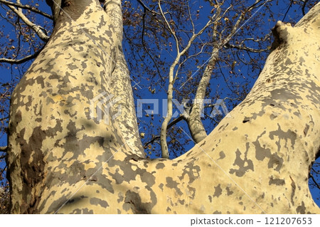 Perspective view of tree trunks. 121207653