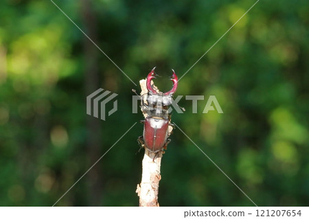 Stag Beetle Stag Beetle 121207654