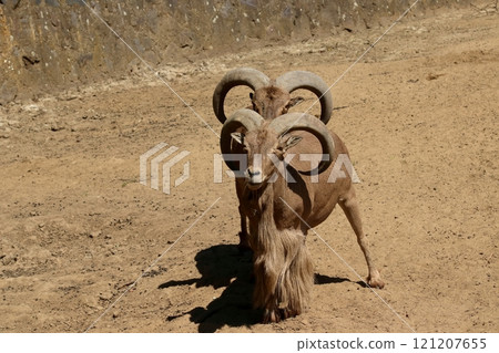 Close-up portrait of a brown goat in an outdoor setting 121207655